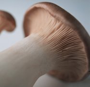 蘑菇1