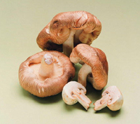 蘑菇2